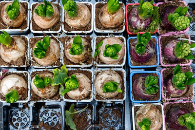 Top view of sprouting hyacinth bulbs on display at borough market of london