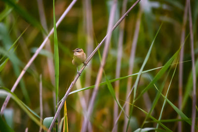 Close-up of bird perching on leaf