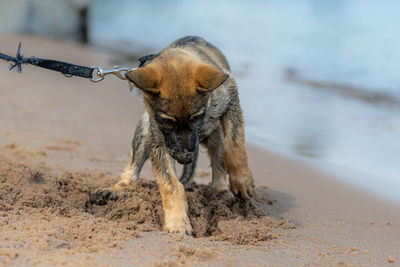 View of dog on beach