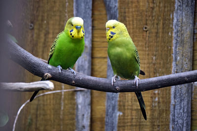 Close-up of parrot perching on tree