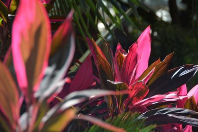 Close-up of pink flowers