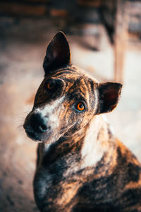 Close-up of dog looking away