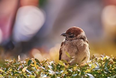 Close-up of bird perching on a plant