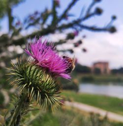 Close-up of pink thistle flower