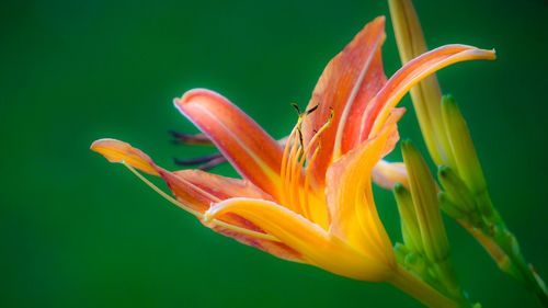 Close-up of day lily against green background