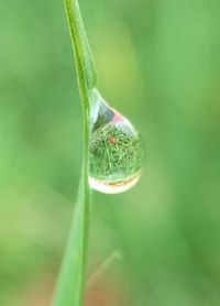 Close-up of insect on plant