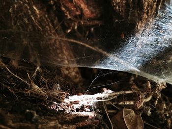 Close-up of spider web on plant in field