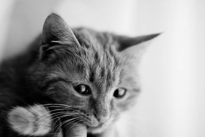 Close-up portrait of a cat