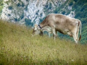 Horse on field