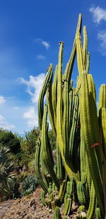 Low angle view of succulent plant on field against sky