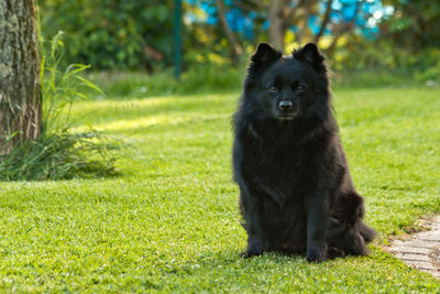 Black dog on field