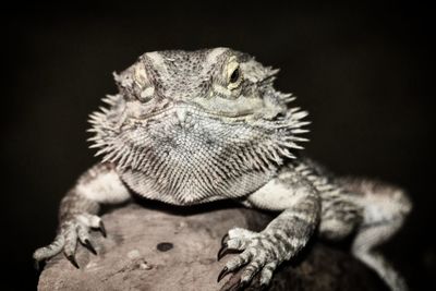 Close-up of lizard