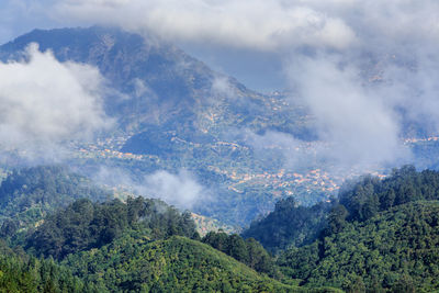 Aerial view of trees in forest against sky