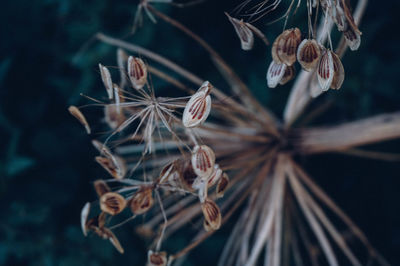 Close-up of dry flower