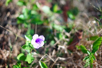 Close-up of pink flowering plant