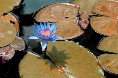 High angle view of water lilies in pond