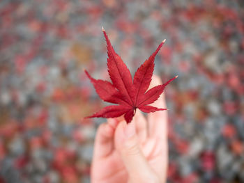 Close-up of hand holding maple leaf