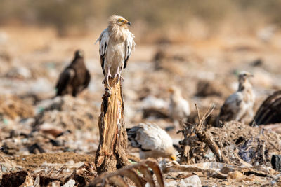 Close-up of a bird on land