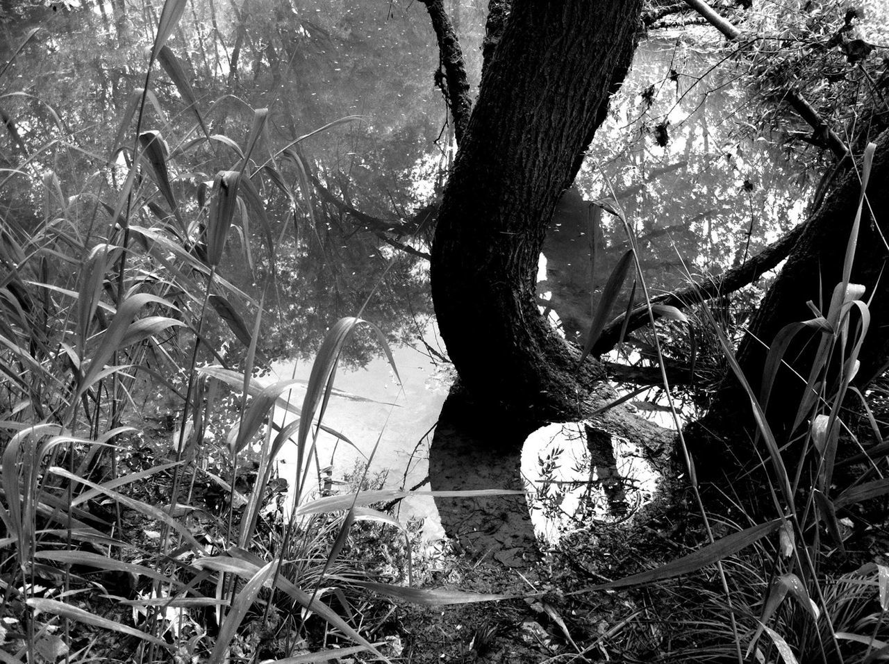 tree, forest, abandoned, growth, tree trunk, damaged, field, plant, nature, tranquility, grass, old, obsolete, root, branch, day, broken, deterioration, outdoors, wood - material