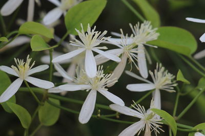 Close-up of white flowering plants