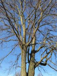 Low angle view of bare tree against clear blue sky