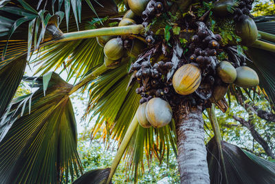 Low angle view of coconut palm tree