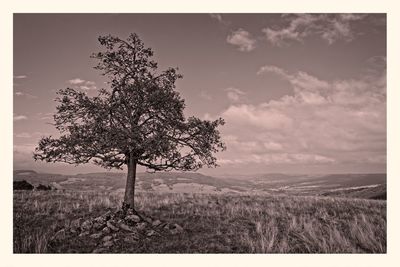 Tree on field against sky