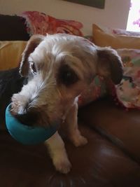 Portrait of dog lying down on floor at home