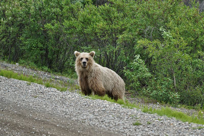 Sheep on road by tree against mountain