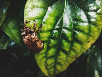 Close-up of insect on leaf