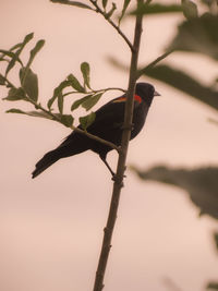 Close-up of bird perching on branch