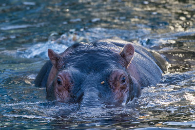 Hippopotamus swimming in pond