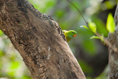 Close-up of a bird on tree trunk