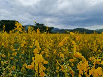 Scenic view of oilseed rape field against cloudy sky