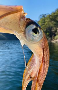 Close-up of squid in sea