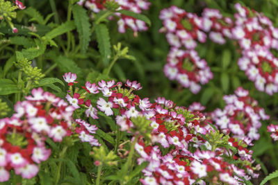 Close-up of pink flowering plants