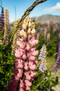 Close-up of pink flowering plant