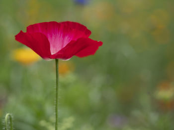 Close-up of pink flower