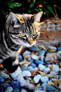 Close-up of a cat