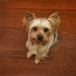 Portrait of dog on hardwood floor