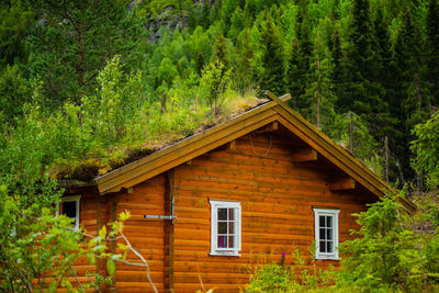 Low angle view of house amidst trees and plants in forest