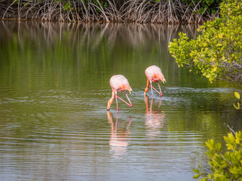 Bird drinking water in a lake