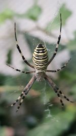 Close-up of spider on web