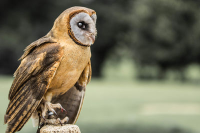 Close-up of owl perching on tree