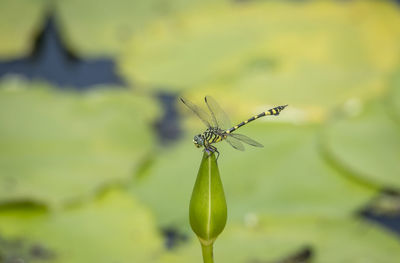 Close-up of insect on plant