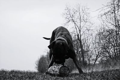 Boxer playing with log on grass in park