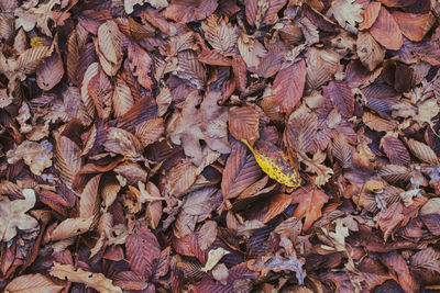 Full frame shot of dried autumn leaves on field