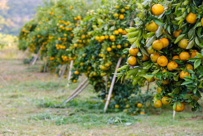 Fruits growing on field