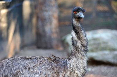 Close-up portrait of ostrich