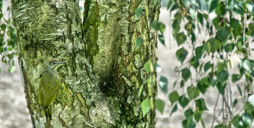 Close-up of tree trunk